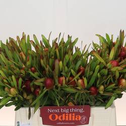 Leucadendron grün/rot Cherry Pearl 40cm