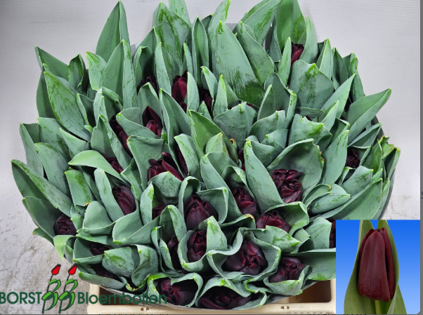 Tulpe weinrot Toendra 46 Gramm