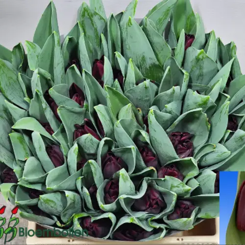 Tulpe weinrot Toendra 46 Gramm