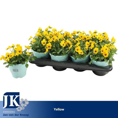 Hornveilchen gelb mit Auge T14 H012