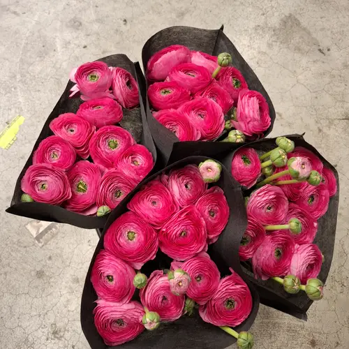 Ranunkel rosa Cloni Super Flash 45 cm