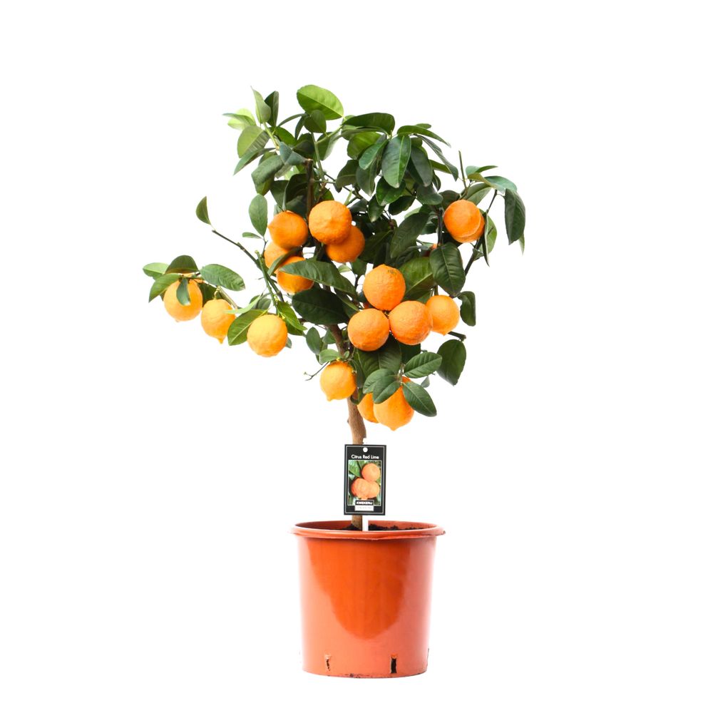 Zitrus rot Lime auf stamm T22 H75