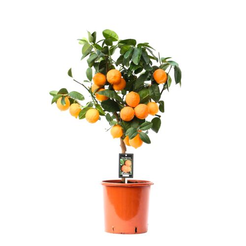 Zitrus rot Lime auf stamm T22 H75