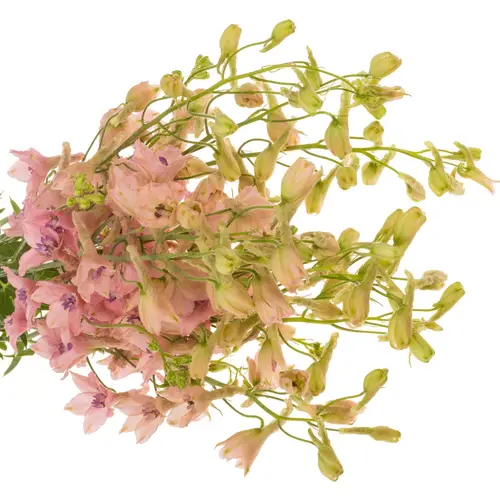 Delphinium rosa Pink Sensation 60cm