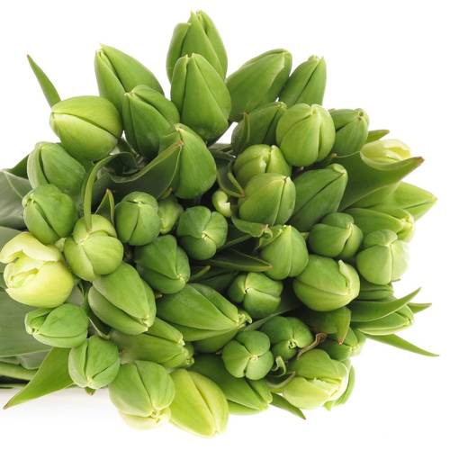 Tulpe weiss Parade 24 Gramm