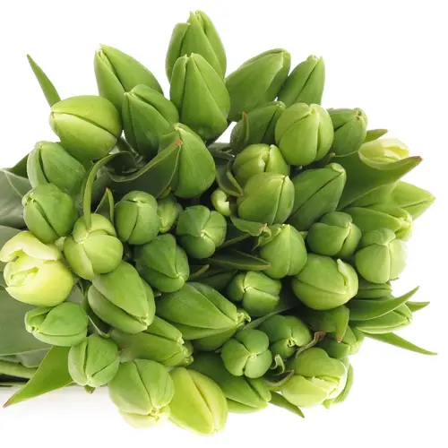 Tulpe weiss Parade 24 Gramm