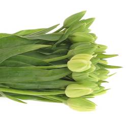 Tulpe weiss Parade 24 Gramm