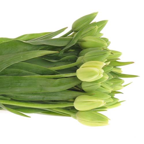 Tulpe weiss Parade 24 Gramm