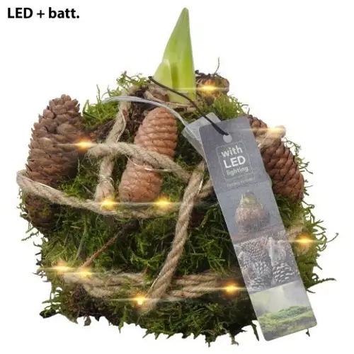 Amaryl.Arr PTAA7528 +LED T12 H017