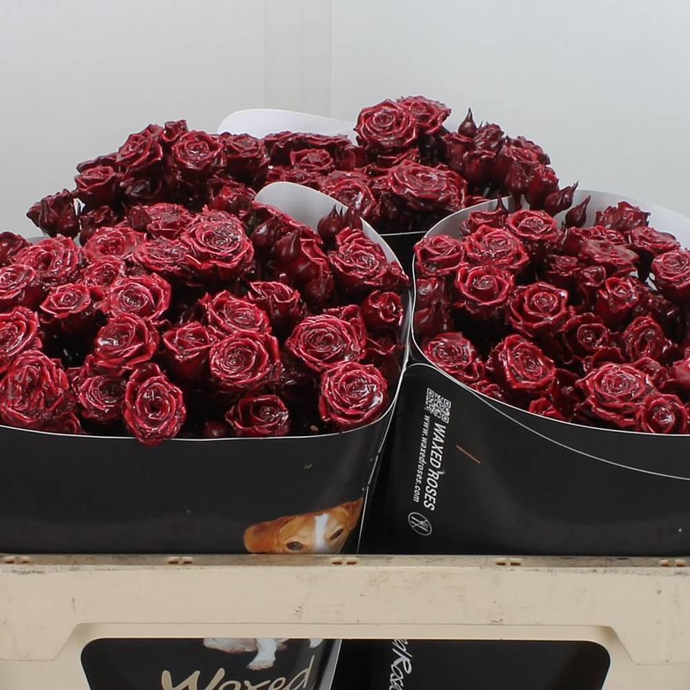 Rose verweigt weinrot Wachs 60cm