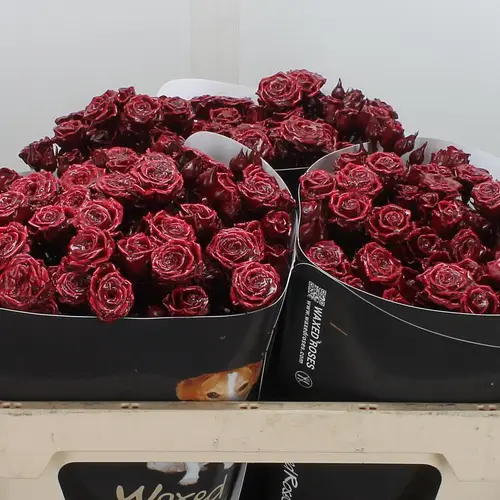 Rose verweigt weinrot Wachs 60cm