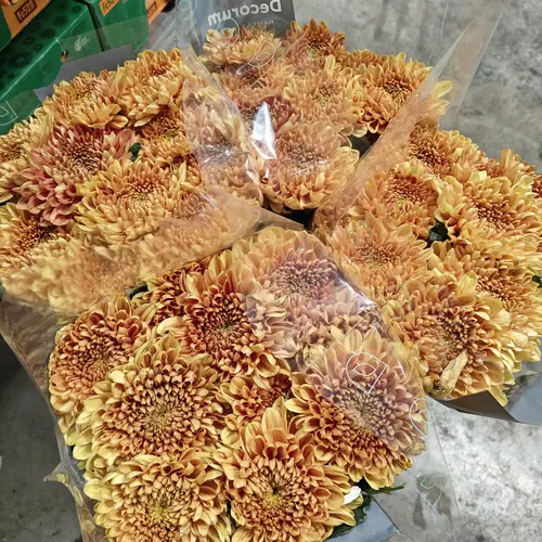 Chrys.Deko orange -lachs Arcadia neu 95Gramm 70cm