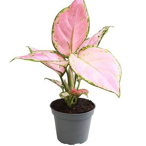Aglaonema Com Red Zirkon T06 H10