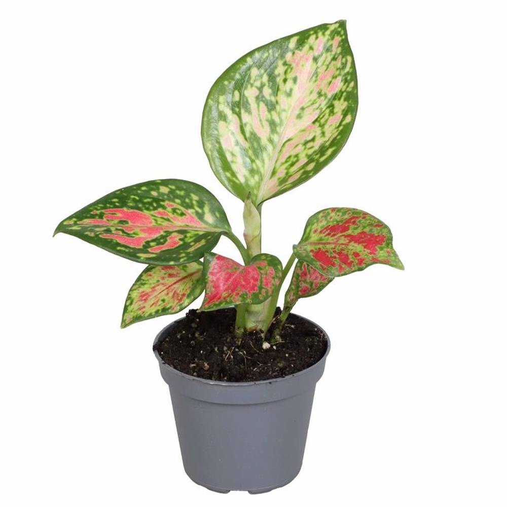 Aglaonema Com Red Zirkon T06 H10