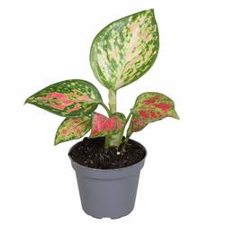 Aglaonema Com Red Zirkon T06 H10