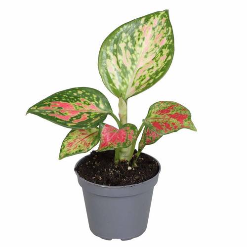 Aglaonema Com Red Zirkon T06 H10