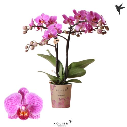 Phal.2-R rosa Hamburg Kolibri T09 H40