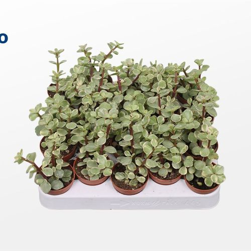 Crassula Afra Variagata T05 H15