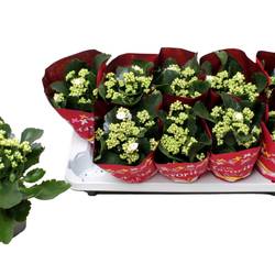 Kalanchoe Gef.weiss Weihn. T10,5 H022