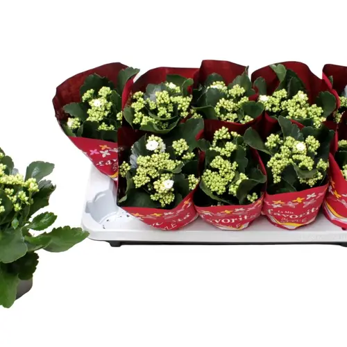 Kalanchoe Gef.weiss Weihn. T10,5 H022