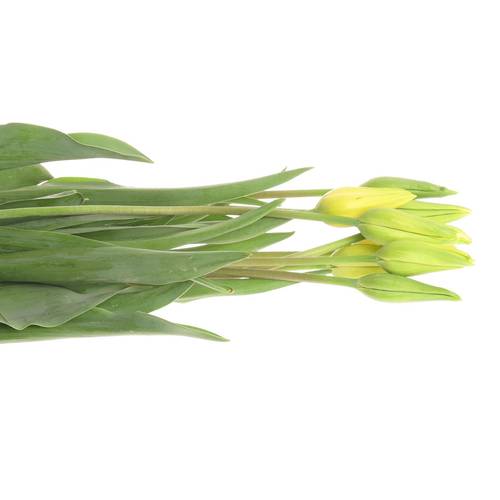 Franz.gelb Ouveze 84 Gramm 65cm