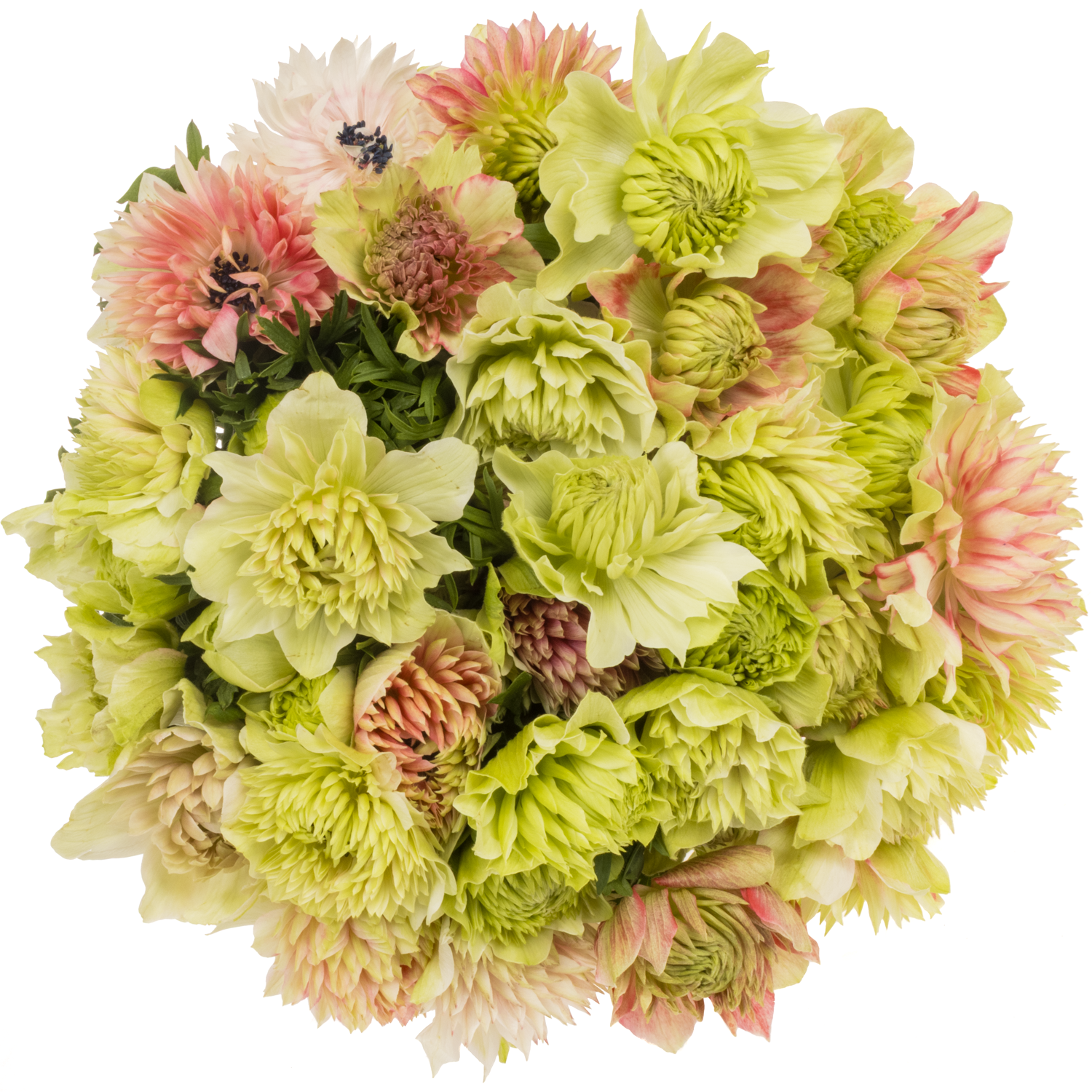 Anemone rot-weiss Fullstar Barbie Israel 40cm x 50