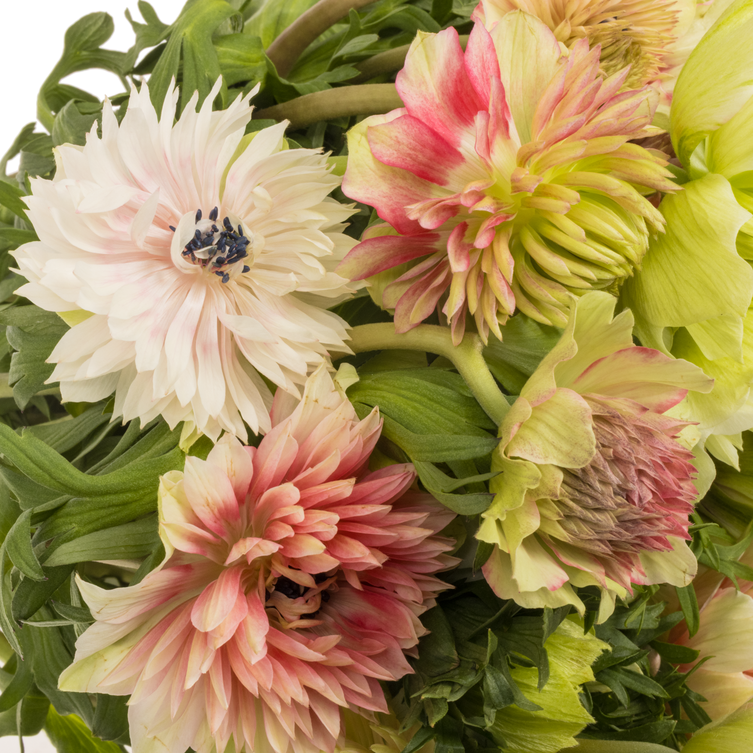 Anemone rot-weiss Fullstar Barbie Israel 40cm x 50