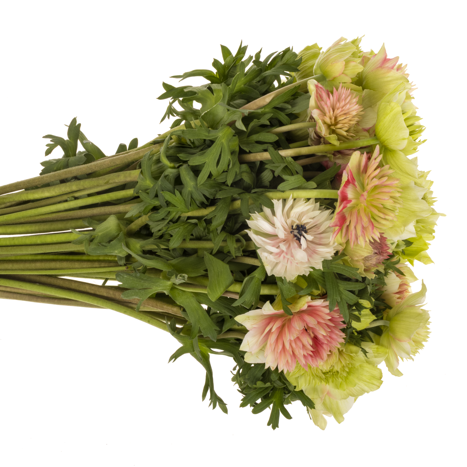 Anemone rot-weiss Fullstar Barbie Israel 40cm x 50