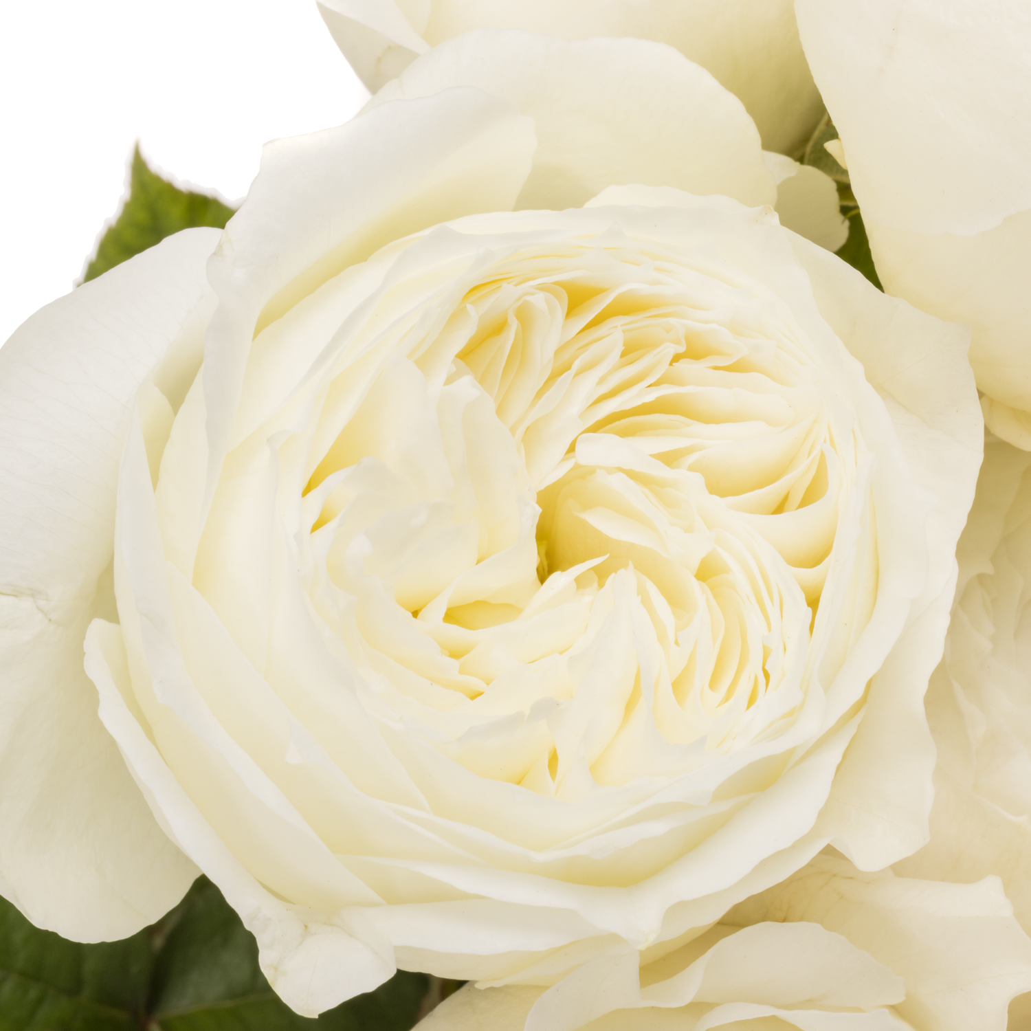 Rose creme Parfum Blanche 60cm stark duftend