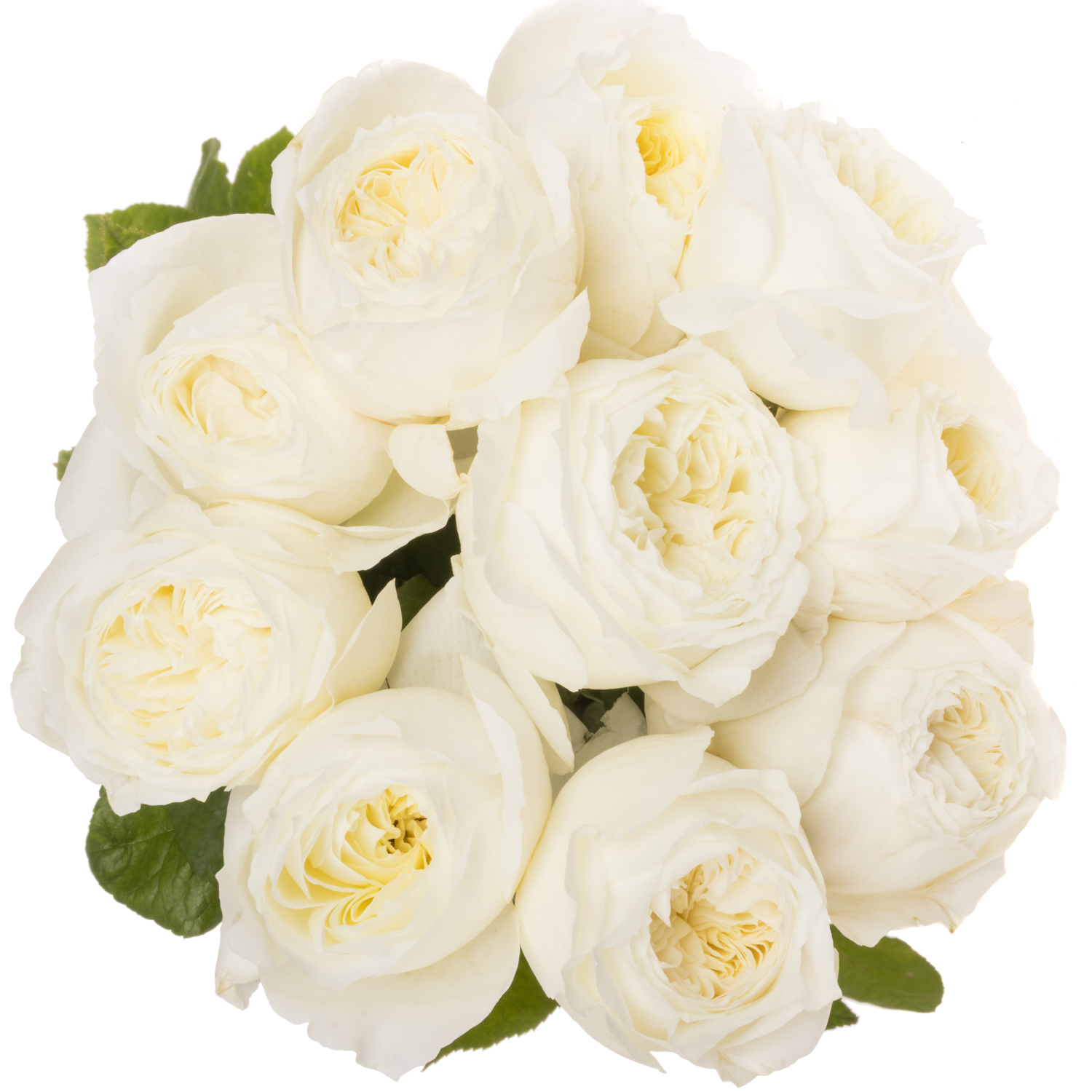 Rose creme Parfum Blanche 60cm stark duftend