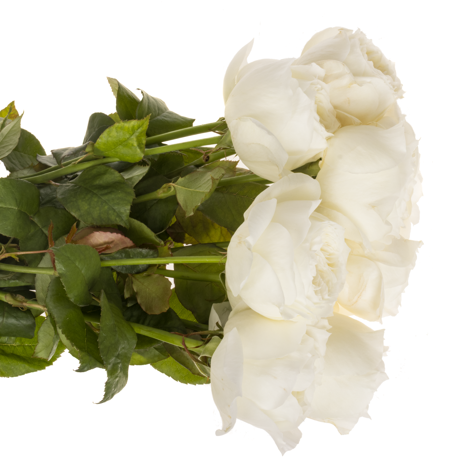 Rose creme Parfum Blanche 60cm stark duftend