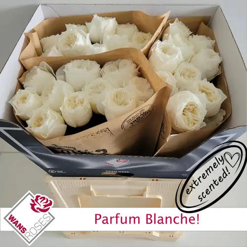 Rose creme Parfum Blanche 60cm stark duftend