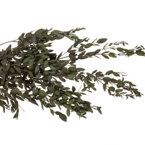 Präparierte Eukalyptus Parvifolia grün 70cm