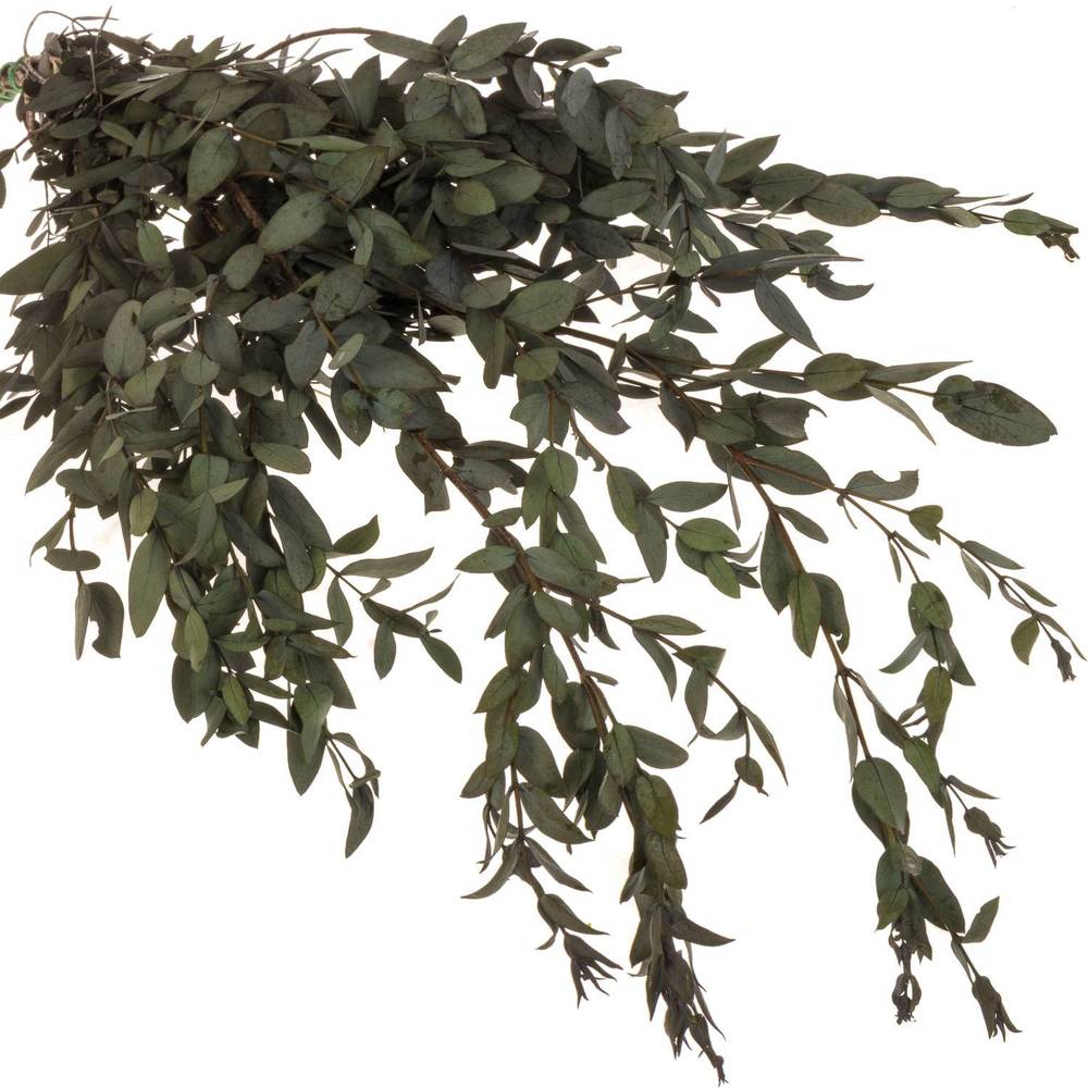 Präparierte Eukalyptus Parvifolia grün 70cm