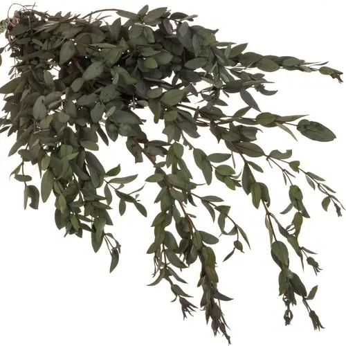 Präparierte Eukalyptus Parvifolia grün 70cm