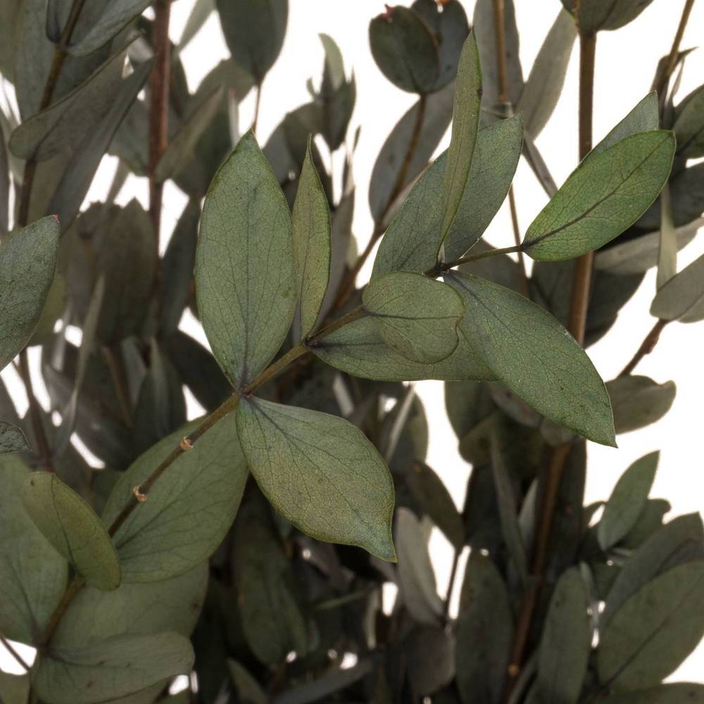 Präparierte Eukalyptus Parvifolia grün 70cm