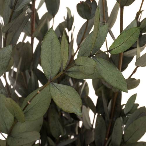Präparierte Eukalyptus Parvifolia grün 70cm