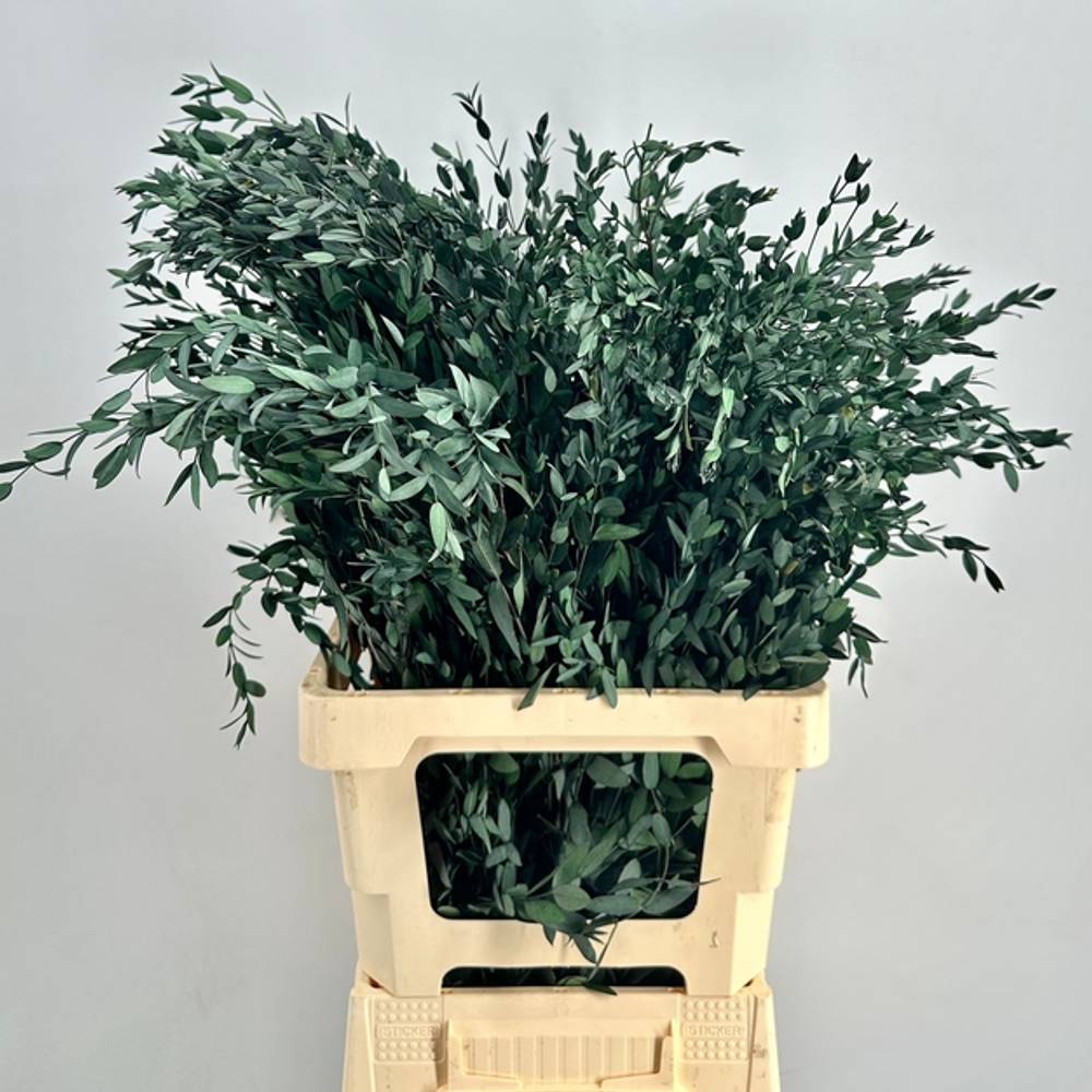 Präparierte Eukalyptus Parvifolia grün 70cm