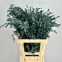 Präparierte Eukalyptus Parvifolia grün 70cm