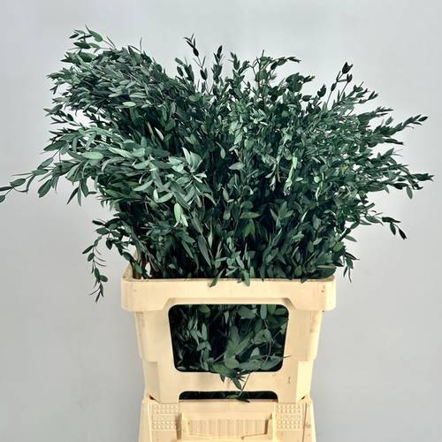 Präparierte Eukalyptus Parvifolia grün 70cm