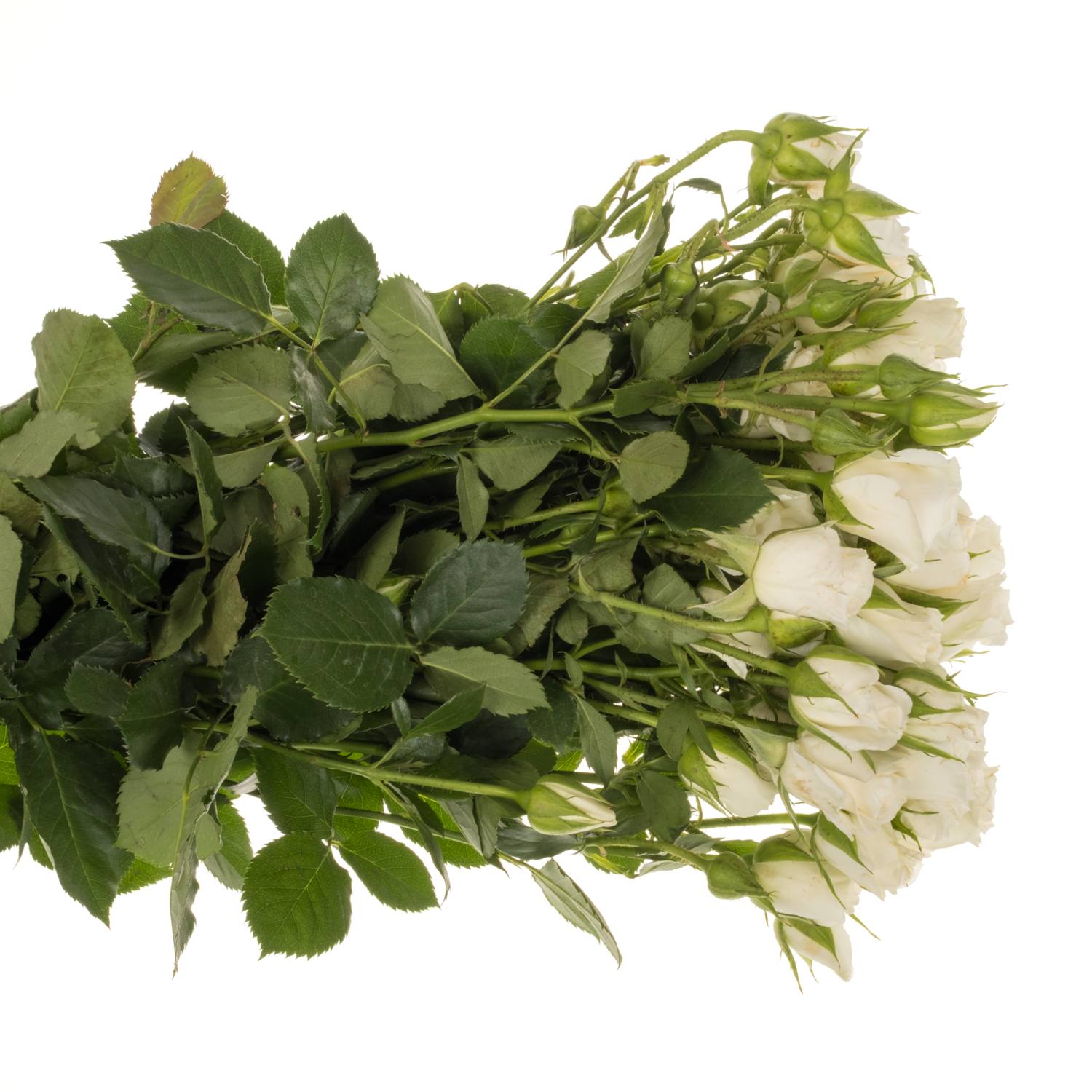Rose verzweigt creme/weiss Snowy Blossoms 3+Blüte 60cm