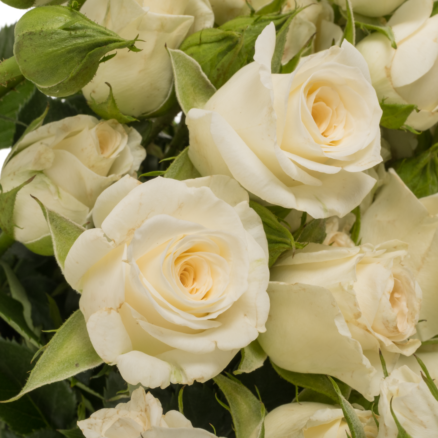Rose verzweigt creme/weiss Snowy Blossoms 3+Blüte 60cm