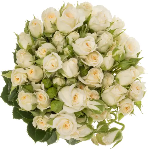 Rose verzweigt creme/weiss Snowy Blossoms 3+Blüte 60cm