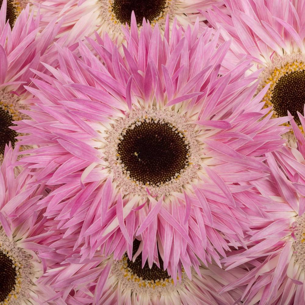 Gerbera rosa/weiss Spin Stitch