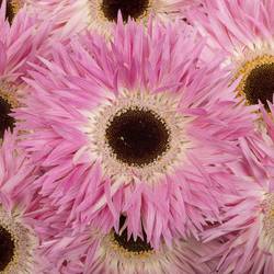 Gerbera rosa/weiss Spin Stitch