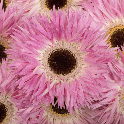 Gerbera rosa/weiss Spin Stitch