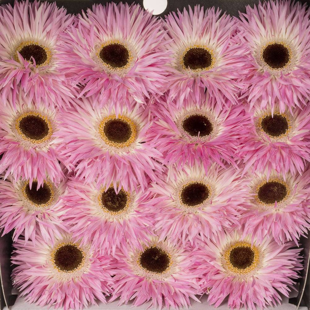 Gerbera rosa/weiss Spin Stitch