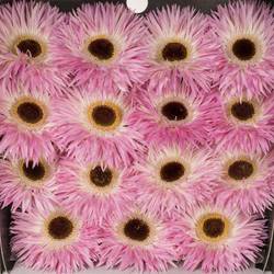 Gerbera rosa/weiss Spin Stitch