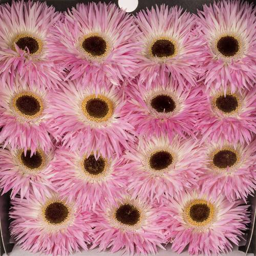 Gerbera rosa/weiss Spin Stitch