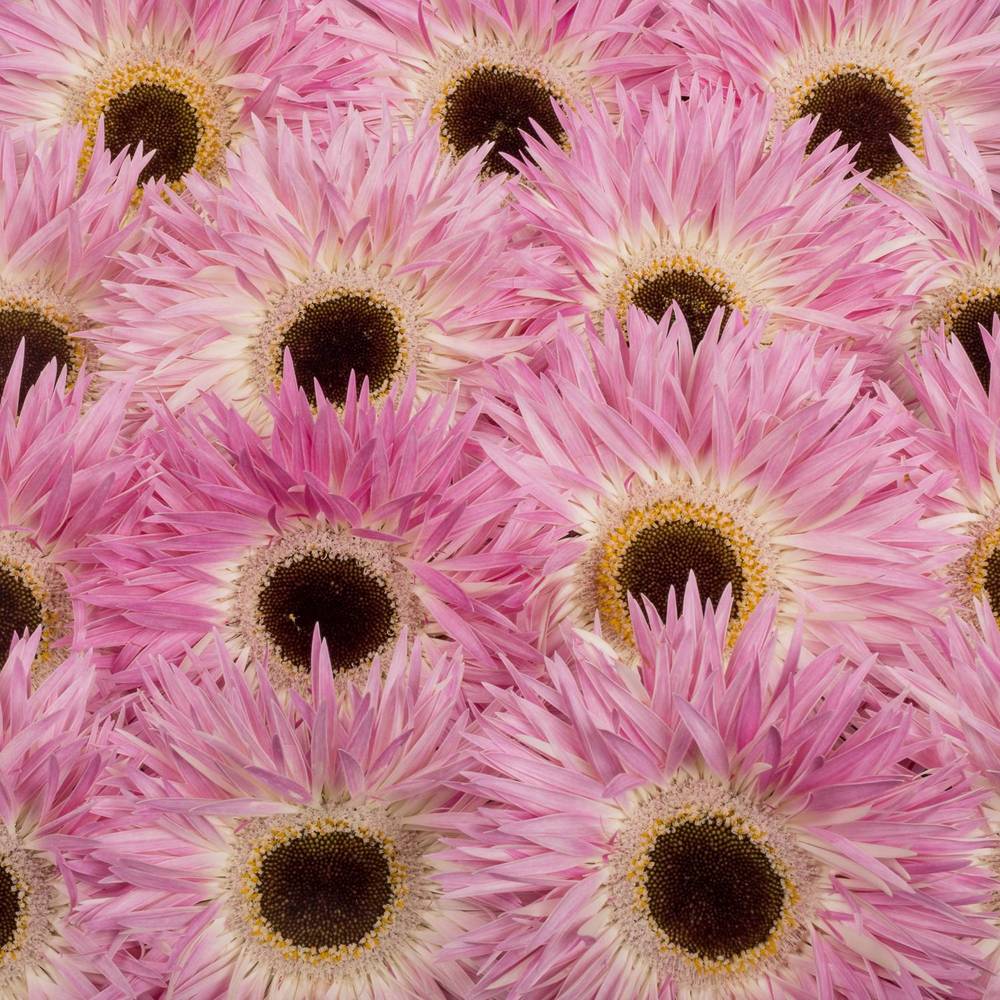 Gerbera rosa/weiss Spin Stitch